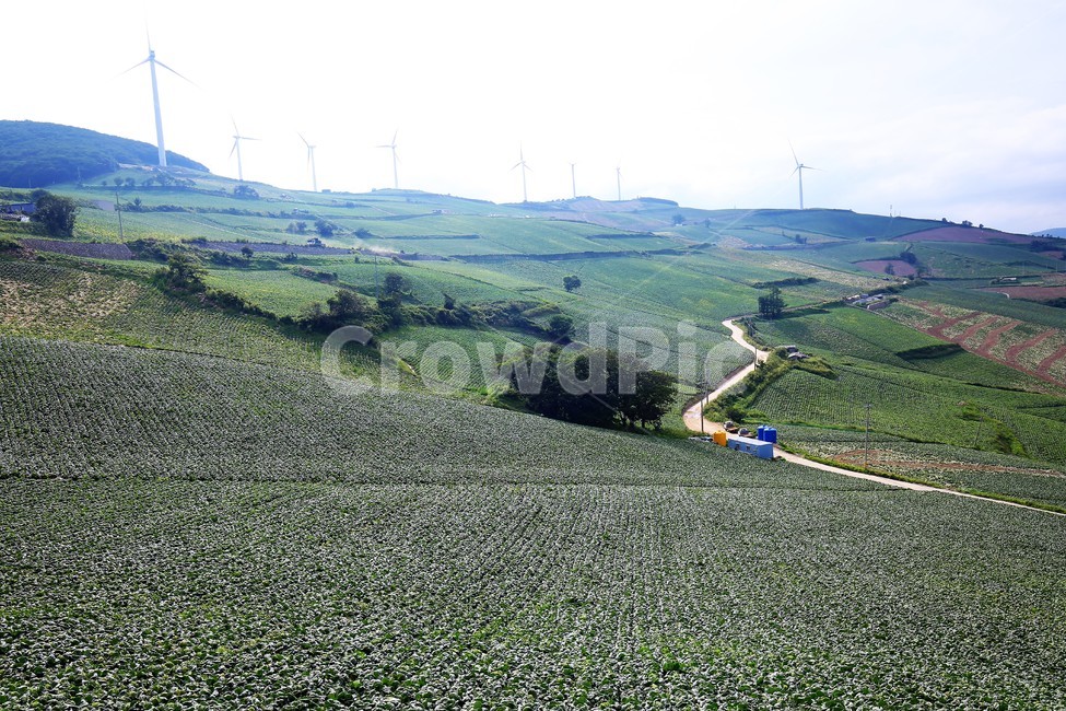 태백,바람의언덕,풍차,배추밭,초록,green,windmill,cabbagepatch,산업,industry,industrial,농업,농사,agriculture,farming,farming industry