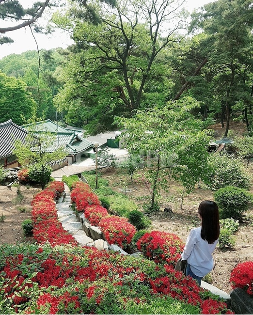 빨간꽃,꽃,자연풍경,풍경,꽃길,꽃과사람,꽃길따라,초록나무,여유,산책,자연,휴식,힐링,산,초록,빨강,길,뒷모습,절,봄,나무,안양사,옆모습