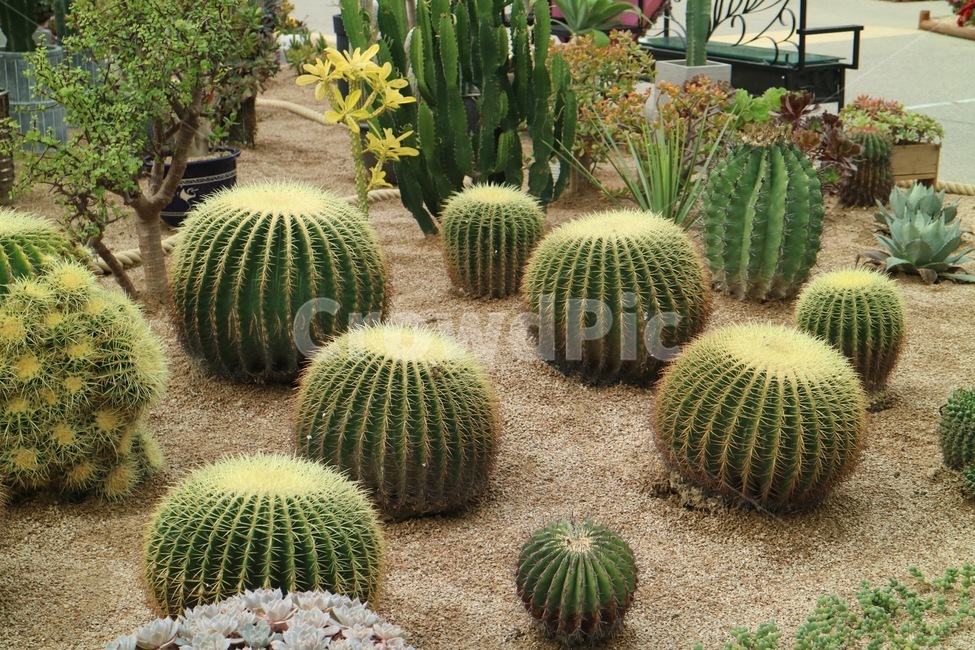 선인장,식물,가든,정원,자연,식물,자연,plants,nature
