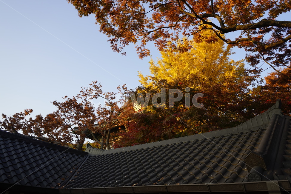 가을,계절,하늘,기와,단풍,tree,나무,plant,식물,노랑,발강,쓸쓸함,낙엽,가을풍경,지붕,가을,계절,fall,autumn,season