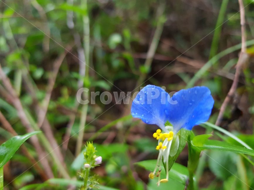 blossom,plant,식물,flower,꽃,아이리스,iris,파란꽃