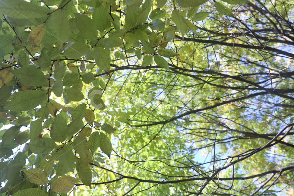 덜물든,잎,나뭇가지,햇빛,leaf,branch