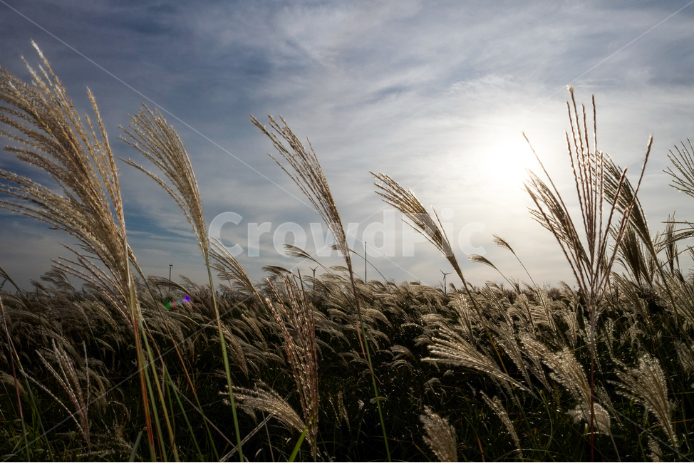 갈대공원,갈대,갈대숲,공원,해질녁,가을,계절,fall,autumn,season,자연,풍경,nature,landscape,grass,잔디,plant,식물