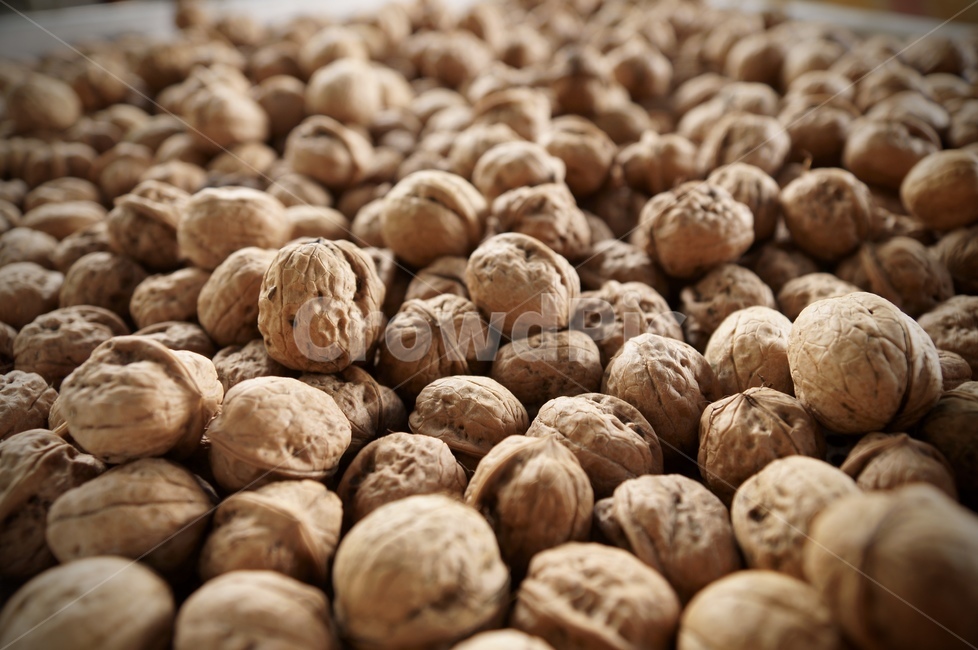 호두,walnut,nut,너트,vegetable,food,plant,식물,야채,견과류,농사,재배,harvest,crop,채식,농작물,갈색,단단함,콩류,견과류,beans,pulse,nuts,dry fruits