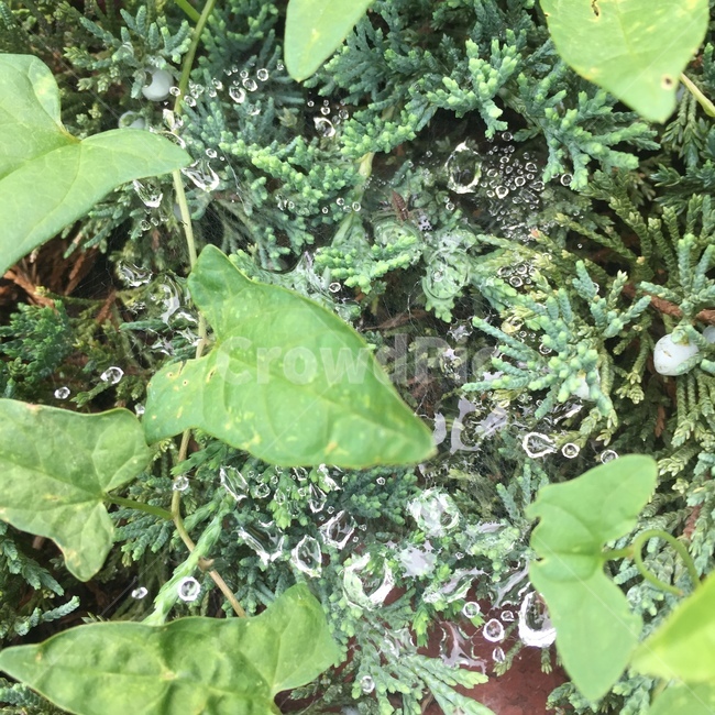 빗방울,raindrop,거미줄,web,식물,물방울,waterdrop,풀잎,reed