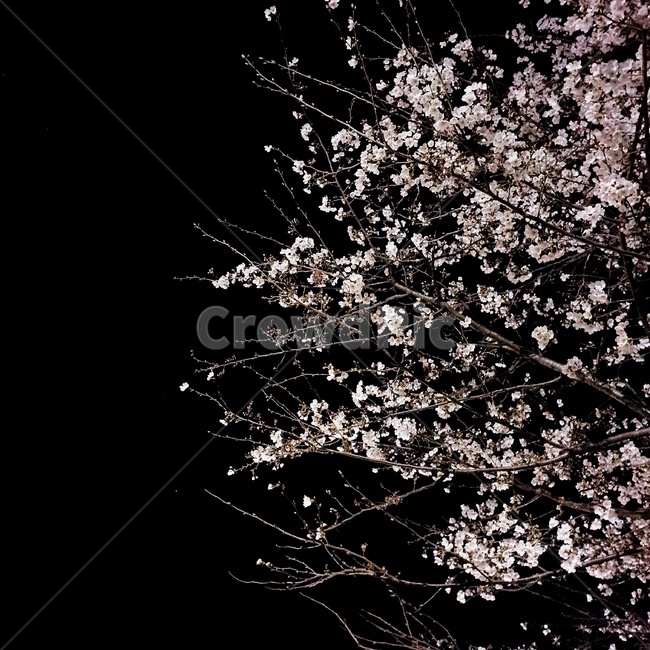 벚꽃,꽃,밤,밤하늘,감성,갬성