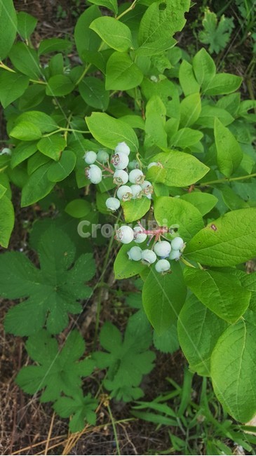 블루베리,blueberry,블루베리열매,잘익은블루베리,블루베리나무,과일,자연산블루베리