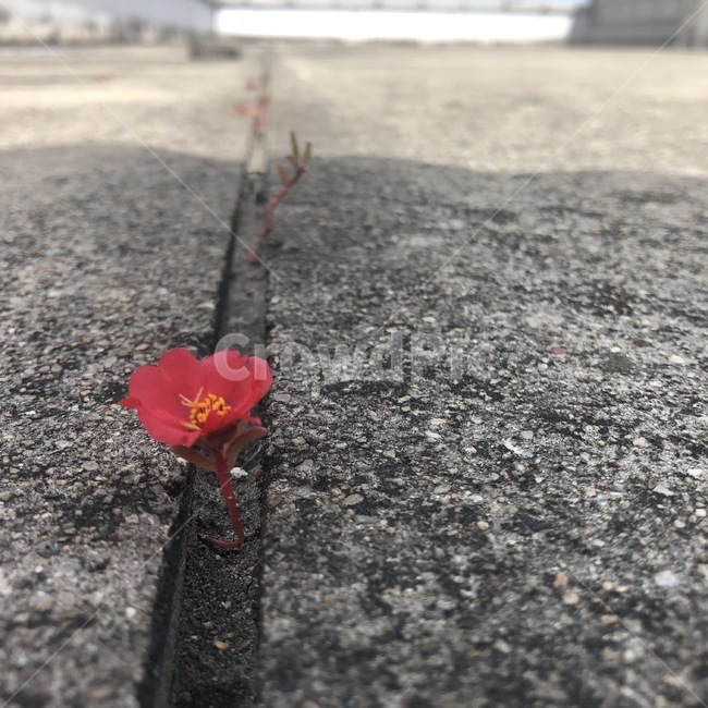 희망,꽃,백일홍,아스팔트,역경,꽃,flower