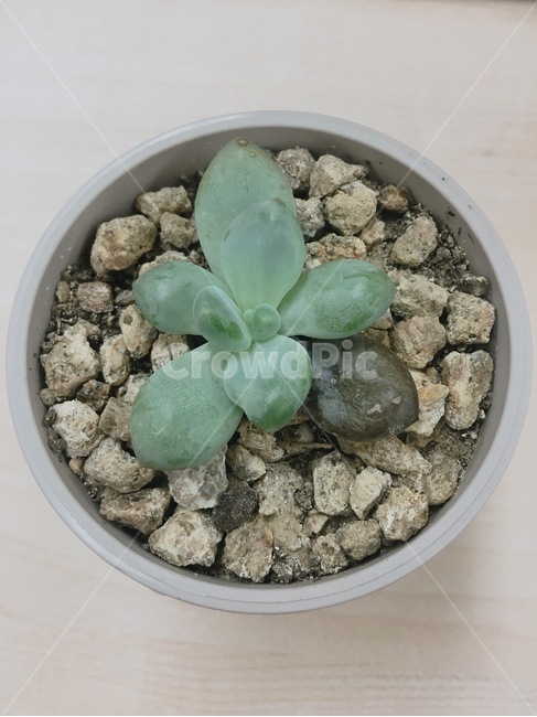 다육이,식물,화분,미니화분,pot