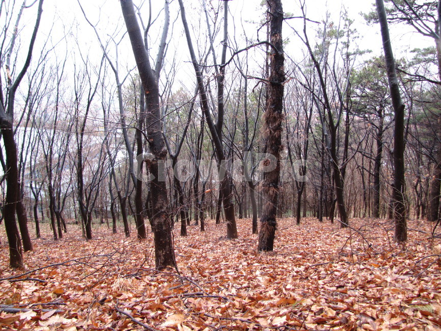 겨울나무,겨울산,겨울비,비오는산,비에젓은나무