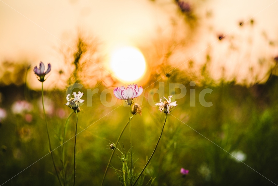 꽃,코스모스,가을,9월,cosmos,풀,식물,풀떼기,flower,감성사진,감성,D750,가을,계절,fall,autumn,season,식물,자연,plants,nature,꽃,flower,감성,sensible,feeling,휴식,힐링,rest,relaxation,healing,blossom,geranium,제라늄,plant