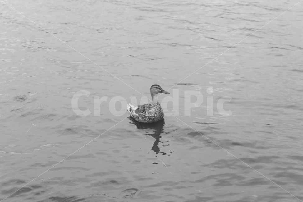 흑백사진,감성사진,해외,그리움,홀로,동물,animal,조류,새,birds,흑백,모노톤,monochrome,black and white