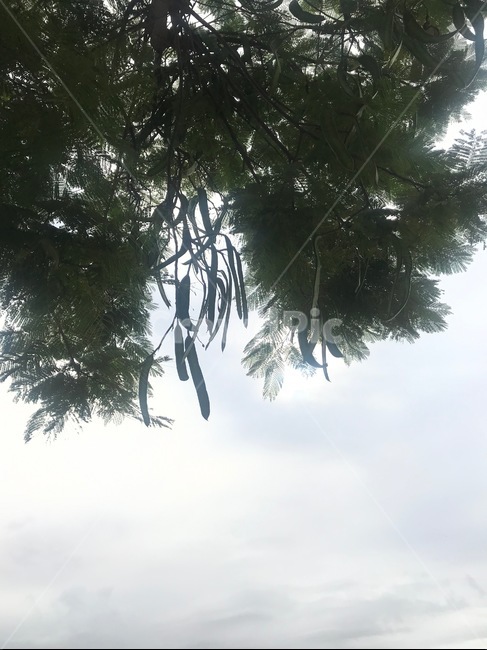 하늘,나무,자연,공원,식물