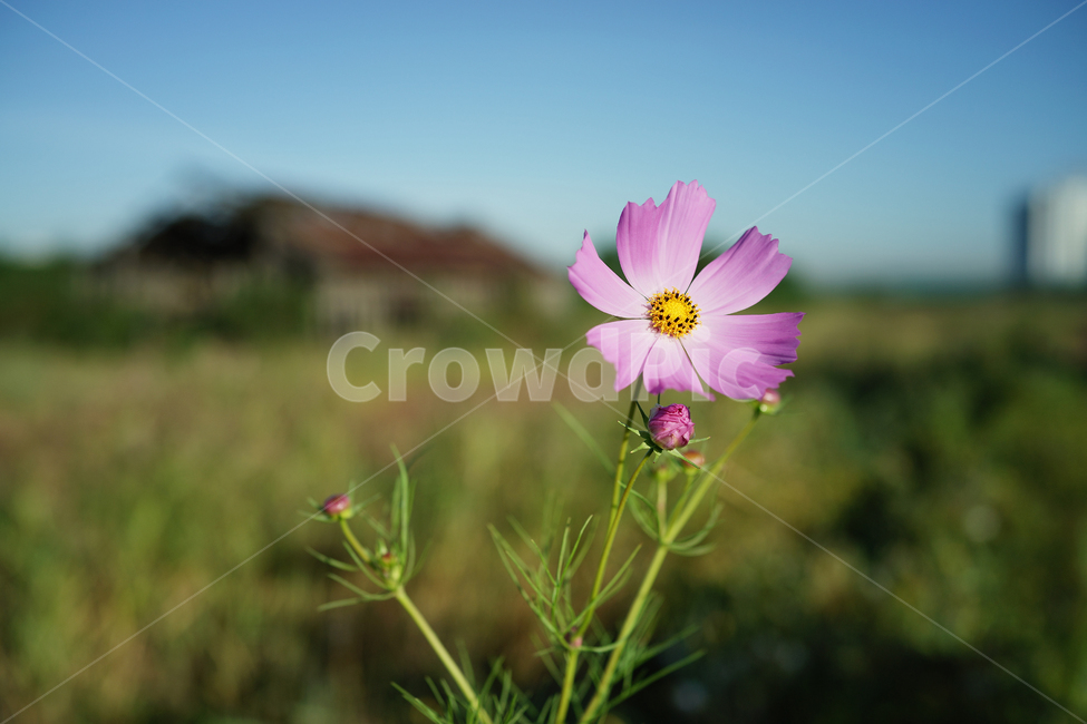 꽃,코스모스,감성,가을,식물,flower,fall,cosmos,쌍떡잎식물,국화과,배경,바탕,자연,nature,plants