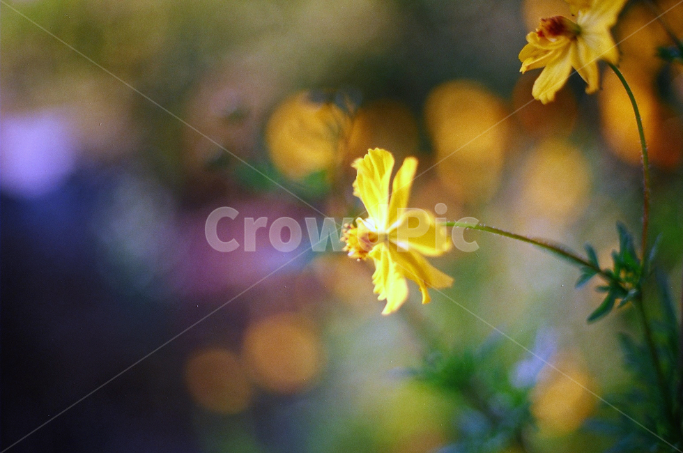 노란꽃,가을꽃,코스모스,가을,꽃,초록,노란,가을,계절,fall,autumn,season,식물,자연,plants,nature,꽃,flower,plant