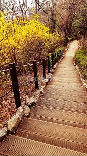 개나리,계단,봄,공원,노란색,꽃,풍경,자연,yellow,flower,spring,봄꽃,식물,산책,식물,자연,plants,nature,꽃,flower