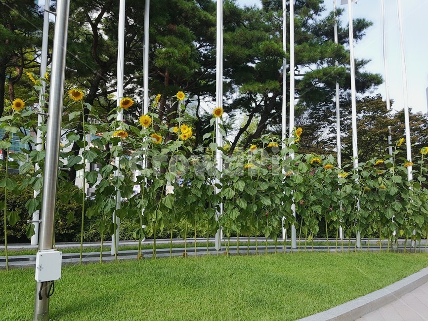 해바라기,식물,여름,꽃,flower