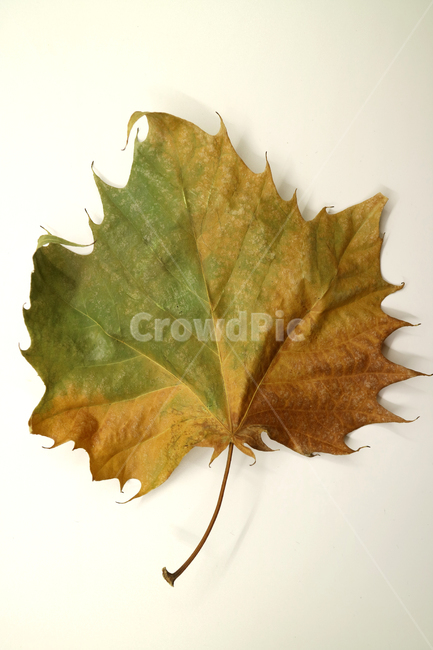 낙엽,가을,나뭇잎,잎,잎사귀,계절,식물,자연,가을낙엽,fallenleaves,deadleaves,오브젝트,누끼,가을,계절,fall,autumn,season,plant,leaf,tree,나무,maple leaf,단풍잎