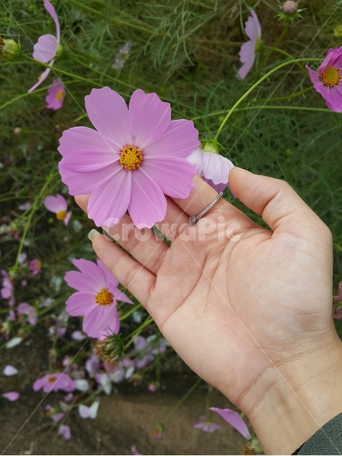 꽃,코스모스,식물,자연,flower,야외,분홍,풀,손,nature,초록,흰,가을,계절,fall,autumn,season,꽃,flower,사람,인물,인간,human,person,신체일부,몸,body,plant,blossom,geranium,제라늄