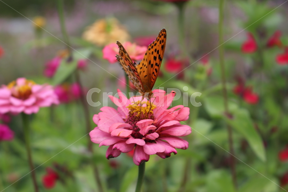 나비,꽃,앉다,백일홍,flower,식물,자연,plants,nature,꽃,flower,곤충,벌레,insect,bug