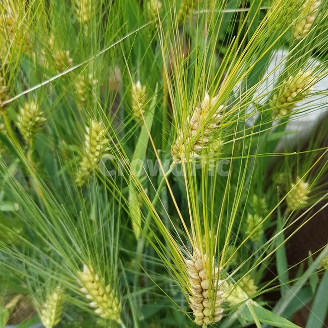 청보리,보리,식물,식물배경,꽃