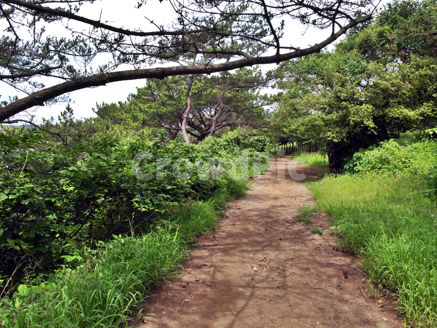 올레7코스,올레,서귀포시,숲속길,올레길,숲,도로,제주,자연,풍경,nature,landscape,outdoors,옥외