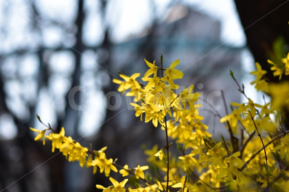 꽃,개나리,봄,노랑,시작,봄꽃,풍경,봄풍경,맑음,생기,식물,자연,plants,nature,봄,계절,spring,season,꽃,flower,plant,blossom