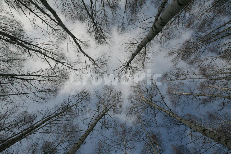 winter,나무,식물,tree,birchtree,설산,하이앵글,season,landscape,birch