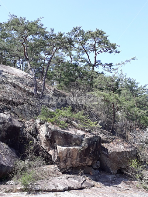 바위,절벽,산속절경,소나무,나무,식물,자연,plants,nature,나무,trees,wood