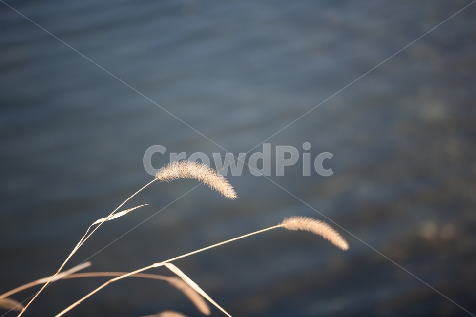 foxtail,강아지풀,바다,풍경,겨울,식물,자연,plants,nature