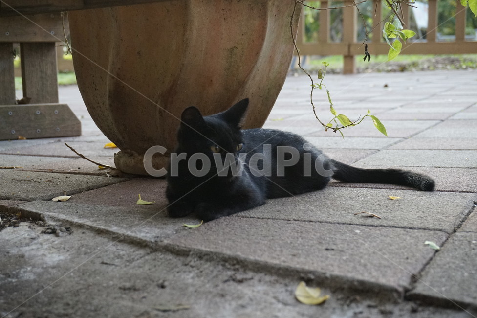 cat,animal,고양이,검은고양이,포유류,동물,mammal,길고양이,pet,cute,baby