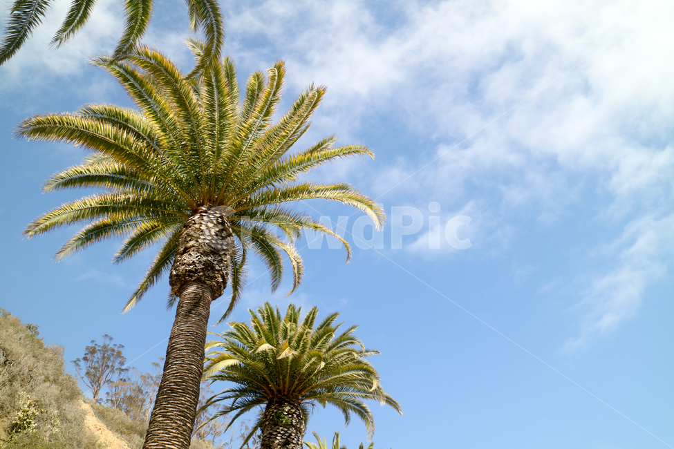 hot,summer,palm tree,palmtree,subtropical climate,vacation,temperate climate,sky,clear sky,recreation,tree,tropical climate,tropicalclimate,nice weather,Hot,tropical,vacation spot,sunnyday