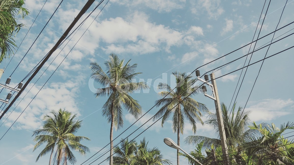 sky,blue,tree,summer,cloud,나무,하늘,구름,여름