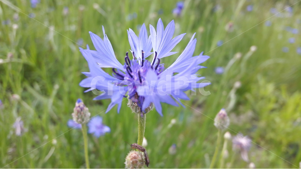 식물,꽃,야생화,자연,들꽃,식물,자연,plants,nature,꽃,flower