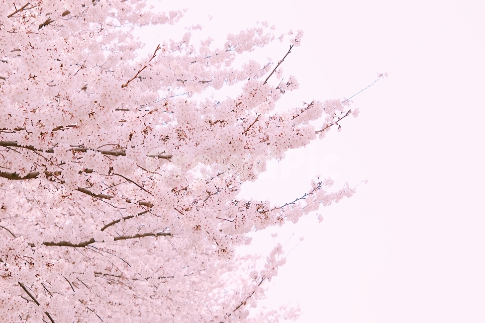 벚꽃,봄,꽃,cherryblossom,flower,spring,봄꽃,분홍색,계절,봄이미지,봄날,벚꽃축제,flowers,식물,아름다운,배경,바탕,연분홍색,핑크색,우아한,beautiful,예쁜,화려한,season,garden,자연,pink,감성,꽃잎,nature,봄,계절,spring,season,자연,풍경,nature,landscape,plant,blossom