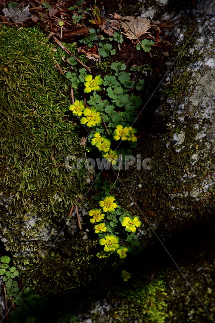 금괭이눈,야생화,봄,눈,꽃,풀꽃,자연,식물,식생,감성,힐링,plants,nature,spring,season,flower,emotion,feeling,노랑,노란색,초본