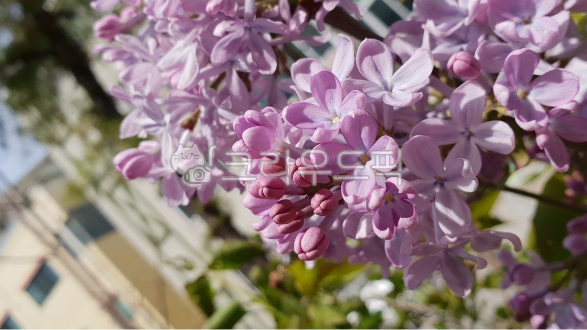tobesimple,Its bright,beautiful simple,simple,deciduoustree,spring,beautiful,white,bloom,leaves,season,syringavulgaris,sorghum flower leg,violet,lofty,light,gorgeous,plant,noble,pink,bright,vegetation,sentimental,lilac,deciduous tree,broadleaftree,plants,