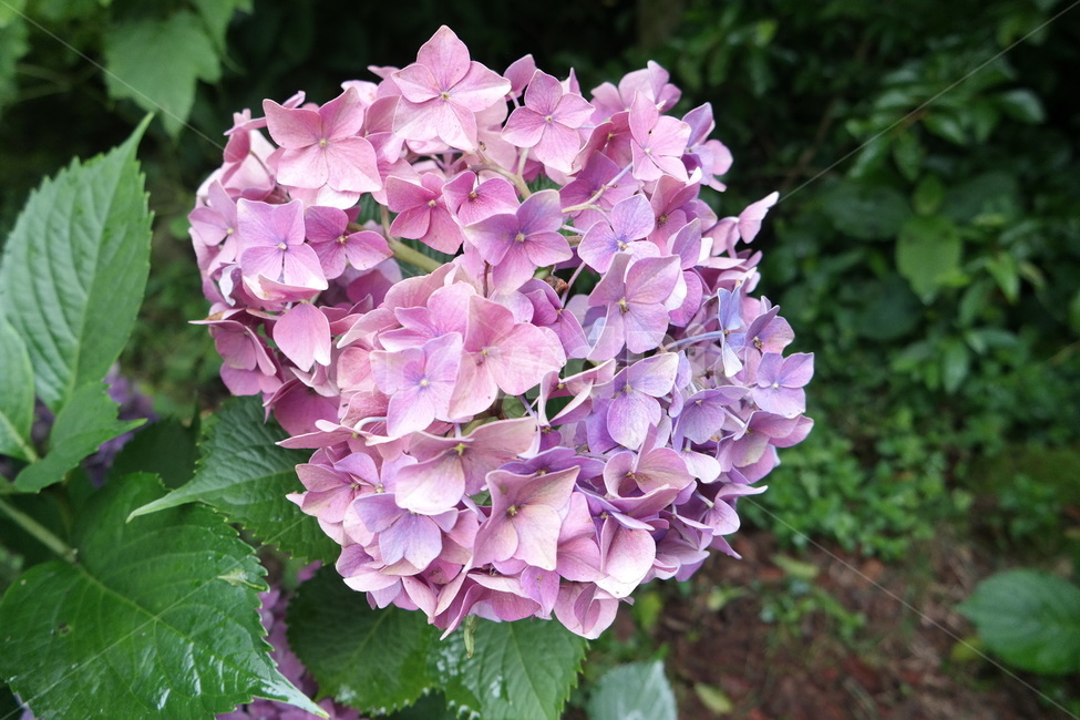 수국,꽃,자연,자연적인,자연의,수국꽃,식물,여름,식물,자연,plants,nature,꽃,flower
