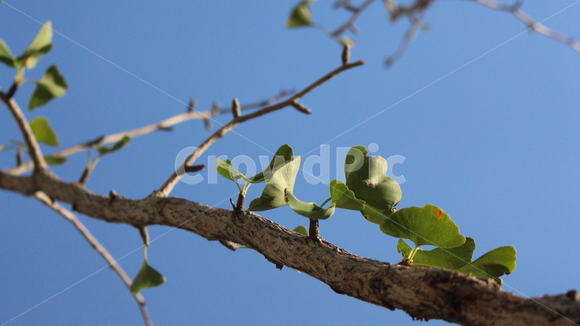 식물,잎,은행,은행나무,나무,식물,자연,plants,nature