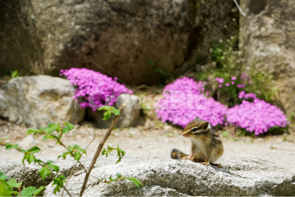다람쥐,바위,꽃,분홍,나무,녹색,자연,야외,귀여운,동물,설치류,무늬,squirrel,rock,stone,flower,pink,tree,green,nature,outdoor,animal,mammal,pattern,예쁜,아름다운,봄,여름,pretty,beautiful,spring,summer,동물,animal
