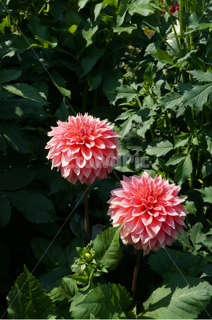 꽃,flower,flowers,핑크꽃,plant,leaf,petal,green