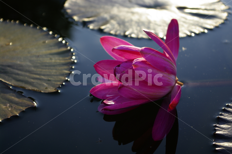 수련,자연,nature,식물,plant,꽃,flower,식물,자연,plants,nature,꽃,flower