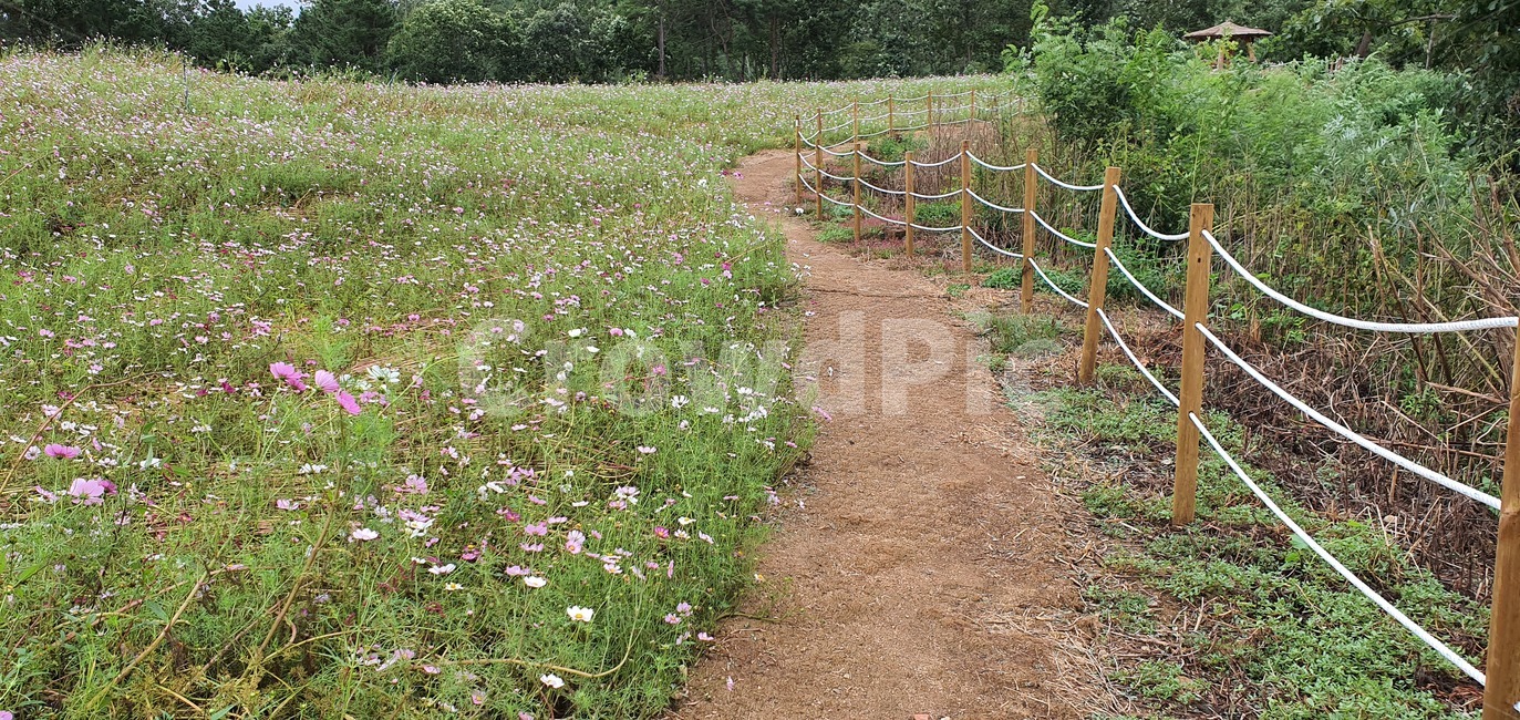 garden,flower,nature,plant,summer,spring,green,white,beauty,floral,pink,season,beautiful,background,field,blossom,petal,bright,colorful,growth,blooming,leaf,park,grass,botany,natural,flora,fresh,outdoor,bloom,ground,바닥