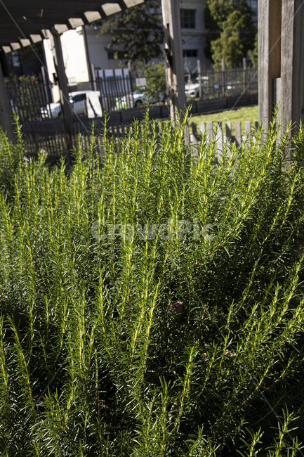 로즈마리,허브,야채,유기농,농부,농사,재배,식물원,꽃,식물,plant