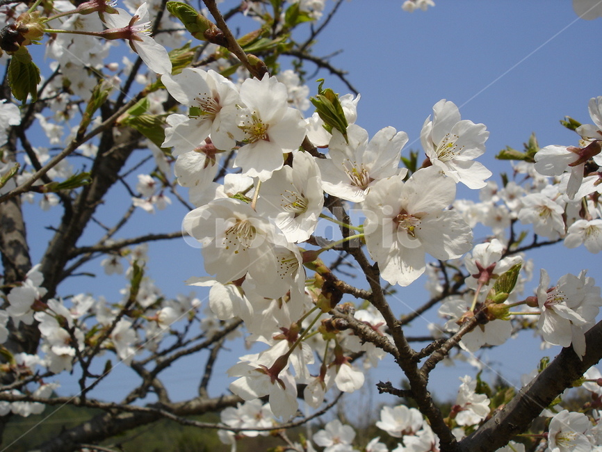 꽃,하얀꽃,하늘,나무,가지,식물,자연,plants,nature,꽃,flower