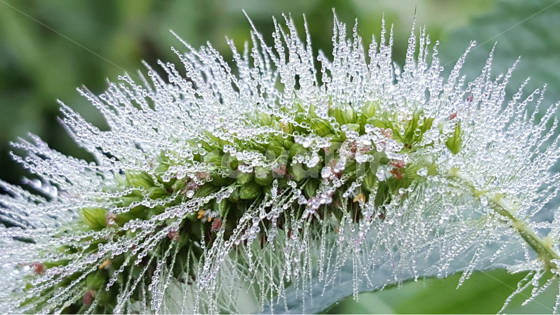 자연,식물,들깨,아침이슬,텃밭연두색,물방울,식물,자연,plants,nature