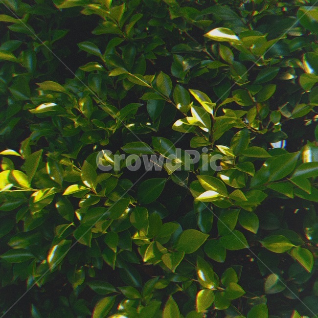 나뭇잎,녹색,자연,나무,nature,식물,야외,필름,식물,자연,plants,nature