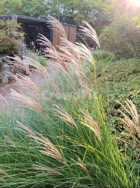 억세풀,plant,식물,정원,가을,식물,자연,plants,nature