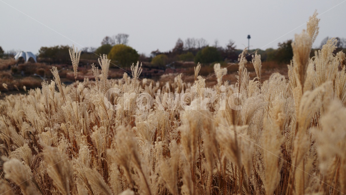 가을,가을풍경,하늘공원,억세풀,갈대,가을,계절,fall,autumn,season,식물,자연,plants,nature,plant,food,음식,vegetable,야채,grain,곡물