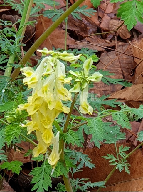 산괴불주머니,봄꽃,연노란꽃,현호색과의꽃,염주괴불주머니